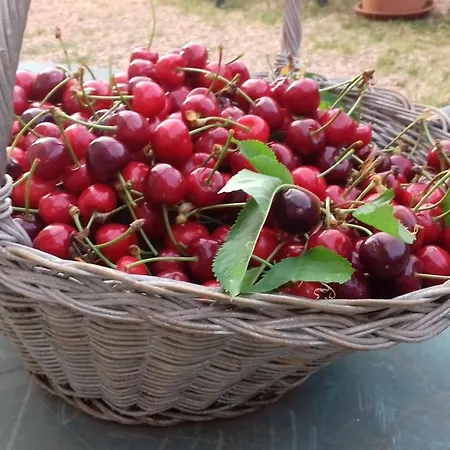 بيت ضيافة Bioagriturismo Ficareto سوفيتشيلي